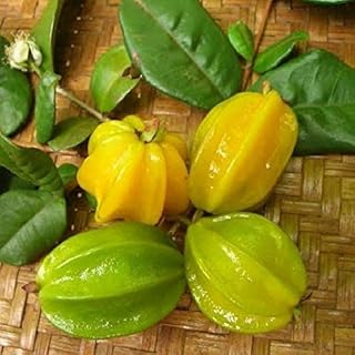 ~PITANGATUBA~ FRUIT TREE Eugenia selloi neonita STAR CHERRY Live Sml Pot'd Plant