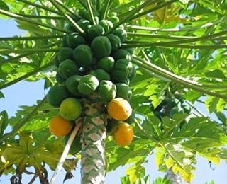 Mexican Papaya - Great Fruit Tree - 8" to 1 Feet Tall - Ship in 4" Pot