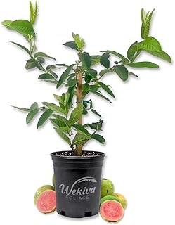 Pink Guava Tree - Live Plant in a 1 Gallon Pot - Psidium Guajava - Edible Fruit Bearing Tree