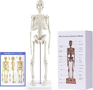 Human Skeleton Model for Anatomy: 17” Human Skeleton Model with Movable Arms and Legs - Scientific Model for Study and Display