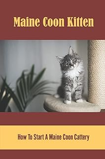 Maine Coon Kitten: How To Start A Maine Coon Cattery