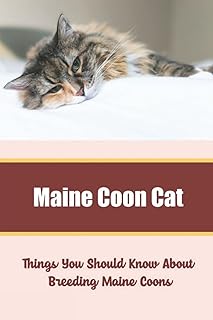 Maine Coon Cat: Things You Should Know About Breeding Maine Coons