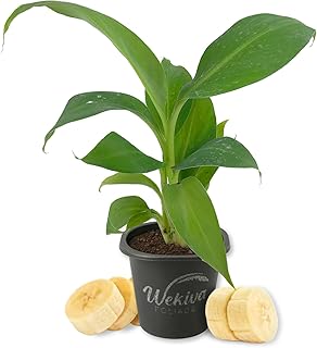 Sumatrana Banana Tree - 1 Live Starter Plant - Musa - Edible Fruit Bearing Tree for The Patio and Garden