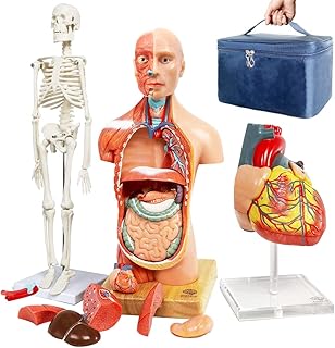 Human Body, Skeleton and Heart Models-Best Anatomy Model Bundle Set of 3 Hands-on 3D Model Study Tools for Medical Student Teacher