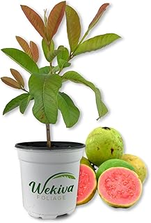 Pink Guava Tree - Live Plant in a 4 Inch Pot - Psidium Guajava - Edible Fruit Bearing Tree