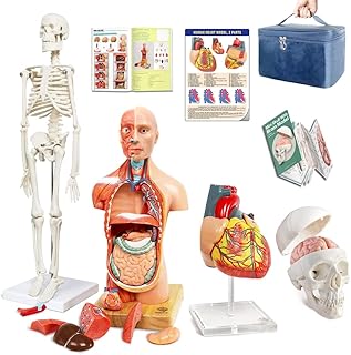 Human Body, Skeleton, Heart, Half Size Skull with Brain Models-Best Anatomy Model Bundle Set of 4 Hands-on 3D Model Study Tools for Medical Student Teacher