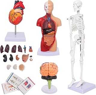 Human Anatomy Models Bundle Set, Brain, Human Torso Body, Heart, Skeleton model, Anatomy Models for Physiology Students, Medical Teaching Models for Classroom