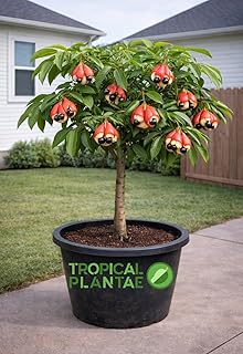 Ackee Tree – Blighia sapida – Live Tropical Fruit Tree – USDA Certified