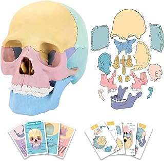 2026 New Human Anatomy Skull Model - 17 Part Puzzle with 10 Knowledge Flash Cards, Detachable Palm-Sized Mini Medical Model, Clinic Teaching Equipment, STEM Toy Gift for Kids