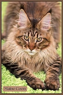 Maine Coon Notebook