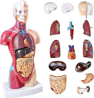 Human Anatomy Torso Model 10.5 Inch Anatomical Assembly Model of Human Organs 15 PCS Removable Organs School Medical Education Display with Detailed Installation Manual