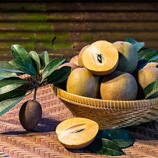 (No Ship to CA,HI,AK) Sapodilla Alano Live Fruit Tree | 30-36 Inches Tall | Sweet Tropical Sapote | Easy to Grow | Great for Home Gardens & Warm Climates