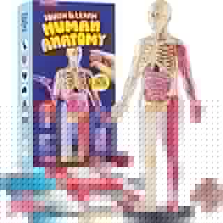 Human Anatomy Squishy Body Model - Science Kits for Kids Ages 4-8 - STEM Toys for 4 5 6 7 8 Year Old Boy Birthday Gift - Learning Educational Toys for Ages 5-7 Boys Gifts - Skeleton Parts