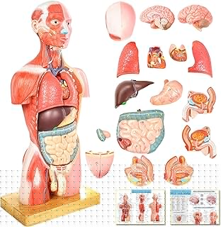 Human Body Deluxe Musculature Model, 16 Pcs Removable 17 Inch Human Torso Anatomy With Heart, Head, Skull, Brain, Skeleton for Medical Students, Lab & Classroom Use
