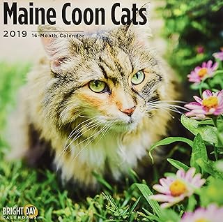 Maine Coon Cats 2019 (BREEDS)