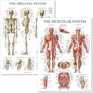 Muscular & Skeletal System Anatomical Poster Set - LAMINATED 2 Chart Set - Human Skeleton & Muscle Anatomy - (18" x 24")