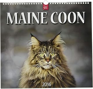 Maine Coon 2016