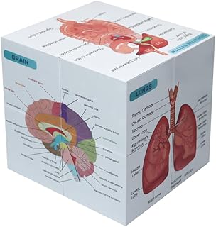 Medical Student Human Anatomy 3.93" Cube Anatomy Poster Set Heart,Brain,Lung,Stomach,Throat,Muscular,Skeletal,Digestive,Circulatory,Gifts For Medical Students, Nurse