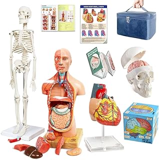 Human Body, Skeleton, Heart, Half Size Skull with Brain Models, Anatomical Cubes-Best Anatomy Model Bundle Set of 5 Hands-on 3D Model for Medical Student Educationan