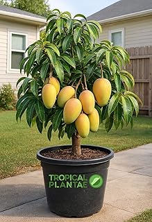 Grafted Julie Mango Tree – Live Tropical Fruit Tree – Premium Caribbean Variety – USDA Certified